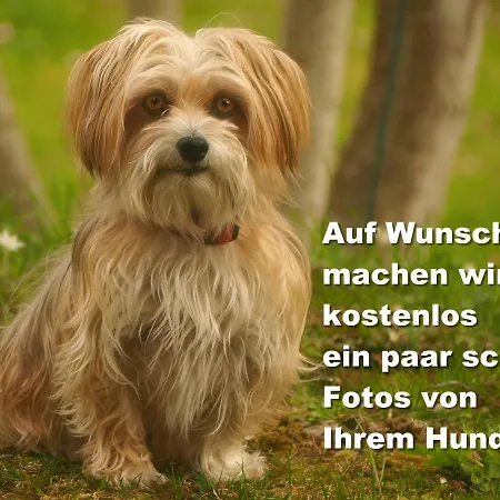 C1 Albmatte-fewo Sauna, Hallenbad Aussenbecken Massagen Nebenan شقة Menzenschwand-Hinterdorf