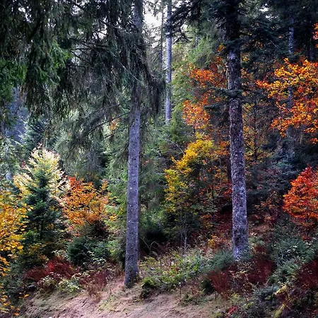 C1 Albmatte-fewo Sauna, Hallenbad Aussenbecken Massagen Nebenan شقة